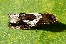 Argyroptocha phalaenopa - Sichel-Beifußwickler